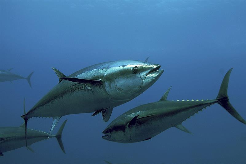  Die Zukunft des Roten Thunfischfangs wird ab heute in Marrakesch gespielt