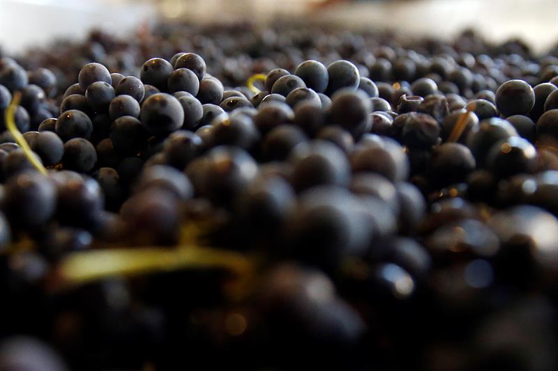  Chile geht durch Europa die vitivincola Macht seiner PatrimonialstÃ¤mme