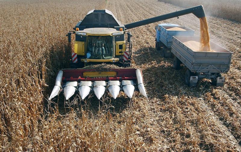 Lieferungen aus Argentinien und Brasilien senken die Maispreise in der Region, so die FAO